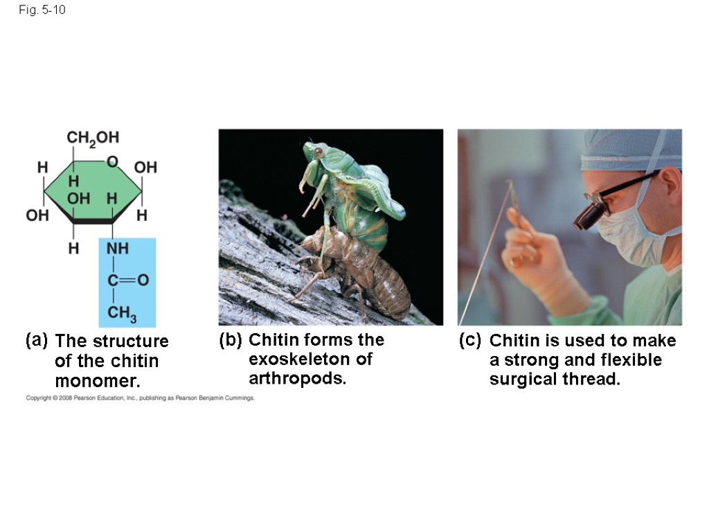 Fig. 5-10 The structure of the chitin monomer. (a) (b) (c) Chitin forms the